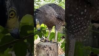 #Hawk #Eagle #Owl #Wildlife #Animal #EagleHawkOwl hawk vs snake, Owl vs snake fight, Eagle Vs Snake,