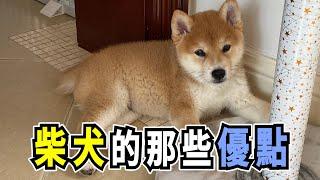 柴犬的那些優點，它被稱為最像貓的狗，是真的嗎？The advantages of Shiba Inu