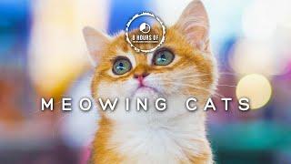 The Secret to Attracting Cats with Just One Sound! Cat Sounds to Attract Cats