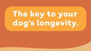 The key to your dog's longevity.