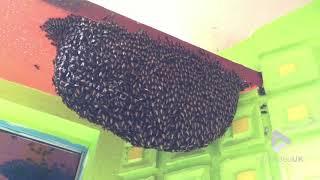 Honeybees Create Defensive Wave || Viral Video UK