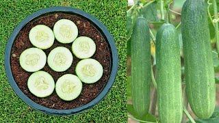 How to grow cucumbers from cucumber slices