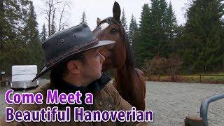 Come Meet a Beautiful Hanoverian Horse