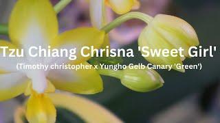 [EN SUB/中文字幕] Pure Joy of Yellow & White:  Fragrant, Elegant, Easy | Orchid Care Tips