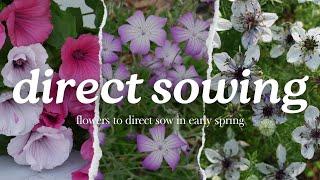 DIRECT SOW: Ten Flowers to Direct Sow As Soon As Soil Can Be Worked in Spring