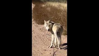 High Content Wolfdog On Long Leash Walking & Training