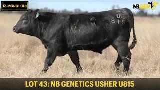 LOT 43: NB GENETICS USHER U815