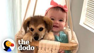 This Puppy And Baby Sister Are Perfectly In Sync With Everything They Do | The Dodo Soulmates