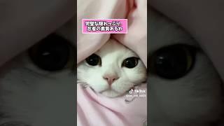 ネコさんの動画見て笑ったら寝ろwwwwwww