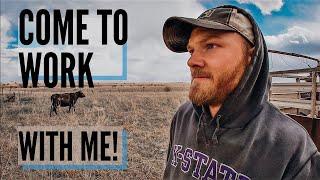 DAY IN THE LIFE of a Cattle Rancher