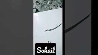 calligraphy sohail