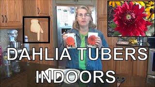 How to Grow Dahlia from Tubers Indoors to Plant Outdoors