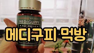 구피 먹이, 메디구피 먹방, Medi Guppy, Taengsunny, 탱써니물생활