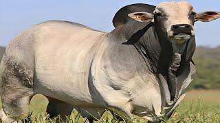 Brazil's No.1 Cattle | Nelore Cow Breed | Complete Documentary By AJ Cattle info