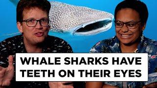 The Two Coolest Things we Know About Sharks