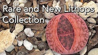 Rare and New Lithops Collection - Yasuhiko Shimada Hybrids and Line Breeding