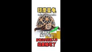 Star Tortoise 印度星龟 | 价格起飞涨了十倍？！后悔没买赶紧入手结果被坑了