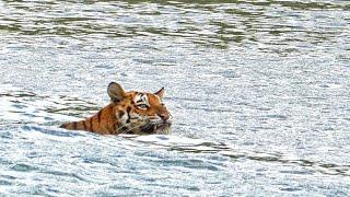 Encounter with the Elusive Royal Bengal Tiger - Sundarbans Safari Vlog