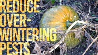 Reduce Overwintering Insect Pests - Fall Field Cleanup