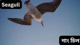 ২০টি পাখির  নাম ইংরেজি এবং বাংলায়  l Sona Monider Patshala #kidslearning #englishgrammar