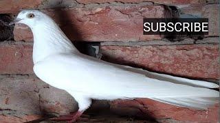 Ek Shauk Kabutarbazi Da || Deepi Gharaunda Pigeon Club Part-2 || Top Quality Pigeon Of Haryana 