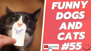 Funny Animal Videos 2022  Best Dogs And Cats Videos  # 55