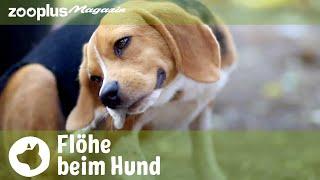 Flöhe bei Hunden: Gefahren, Vorbeugung & Behandlung der Parasiten | zooplus.de