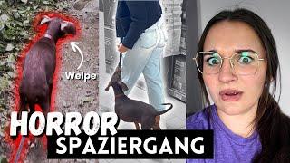 mit DOBERMANN WELPEN unterwegs - ging SCHIEF! + Fressnapf Haul 2024