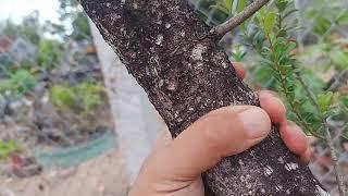 bonsai hải châu lá rí (16/9/2023( clip 310) #bonsai #bonsaivietnam ️️️️️0987180737