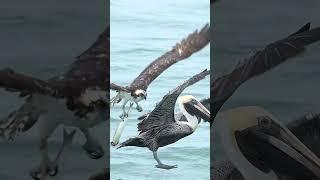 Crazy pelican tries to steal huge fish from  Osprey. Glad I’m not a fish. #bird #ospreys #birds