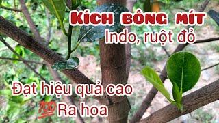 Hướng dẫn kích bông mít ra hoa theo ý muốn , mít Thái, mít Indo ruột đỏ