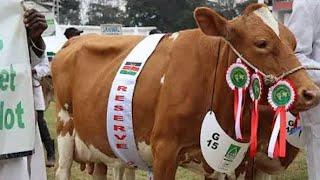 30 litres of milk per day  from these Ayrshire and Guernsey cattle breeds. WHAT IS the Secret?