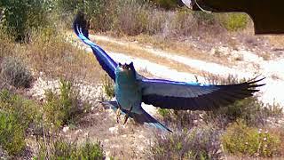 FAST GROWN EUROPEAN ROLLER