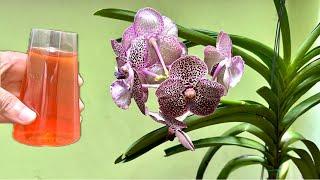 Only pour 1 cup! Any orchid blooms all year round in this easy way