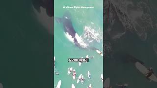 혹등고래가 보인 의외의 모습