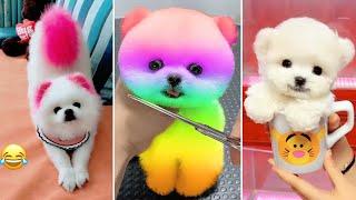 Tik Tok Chó Phốc Sóc Mini  Funny and Cute Pomeranian #370