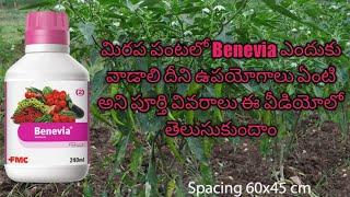 మిరప lo beniva use /fmc Benevia/cyantraniliprole 10.26./.OD W/W use