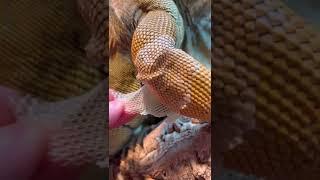 Unwrapping new Buddy  #shorts #satisfying #animals
