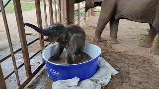 Elephant Bathing Video / Baby Elephant Bath Time Fun / Elephant Channel