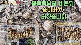 충북북부권 20년 구광자리 에서 송이버섯이 터졌습니다