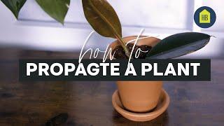 How To Propagate A Plant | How To I HB