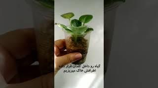 تعویض گلدان بنفشه آفریقایی و فیتیله ای کردن بنفشه آفریقایی در خانه #گیاهان_آپارتمانی