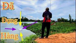 Câu Cá Tra Sông Quá Đã Khi Được Hugo Ăn#fishing