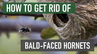 How to Get Rid of Bald-Faced Hornets [4 Easy Steps!]