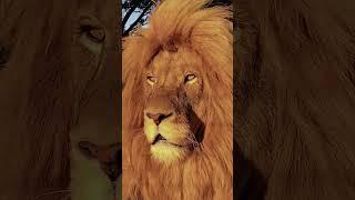 lion's journey from cub to King8 #lionking #lionbeats #lioncub #lion #lionchannel #lions