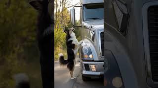 LISTEN TO THE ANIMALS