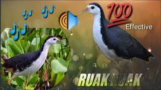 BEST TRAP SOUNDS -Suara Burung Ruak ruak MP3 ||Huni ng tikling para mang akit