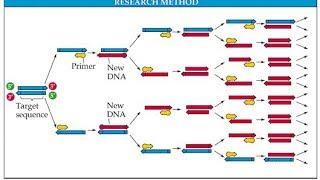 PCR (polymerase chain reaction) in detail