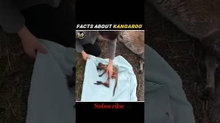 Facts with Kangaroo  #shorts #facts #kangaroo