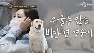 채리나의 우울증을 앓는 비만견 영순이, 배 속에 자갈이?? ㅠㅠ [나는 아픈개와 산다]